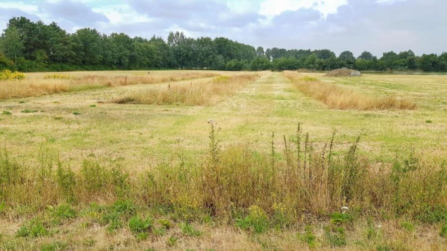 Uitgedroogd gras wat gedeeltelijk is gemaaid