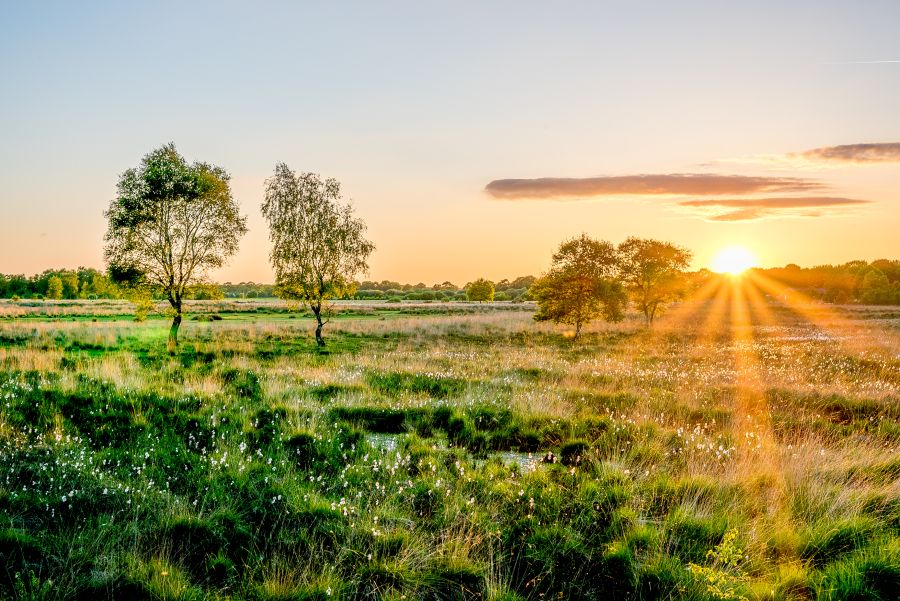 Groen landschap met een paar bomen