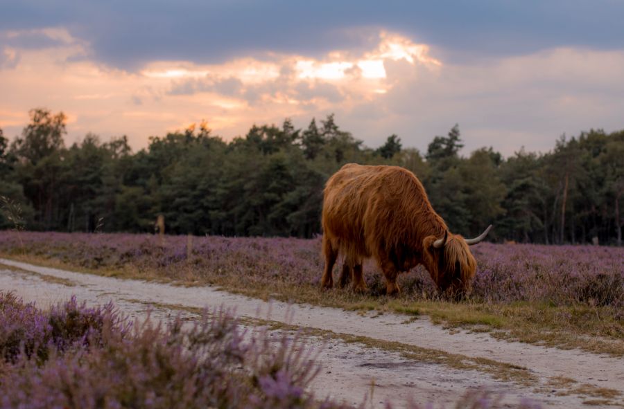 Schotse hooglander tussen de wezepsche heide