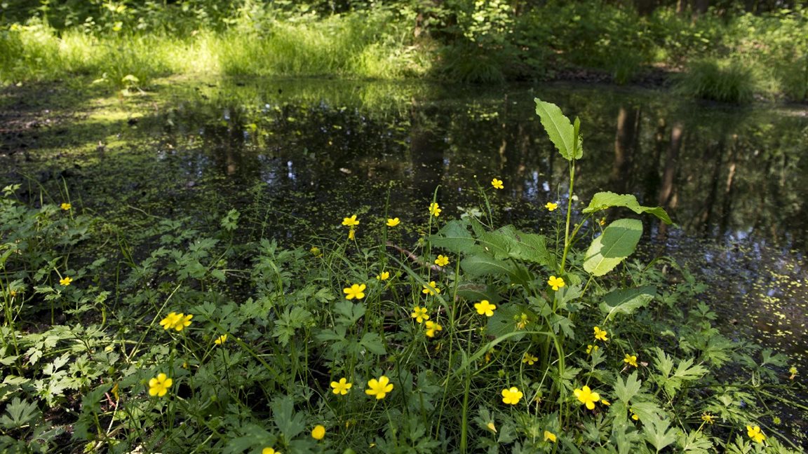 Poel in het bos.