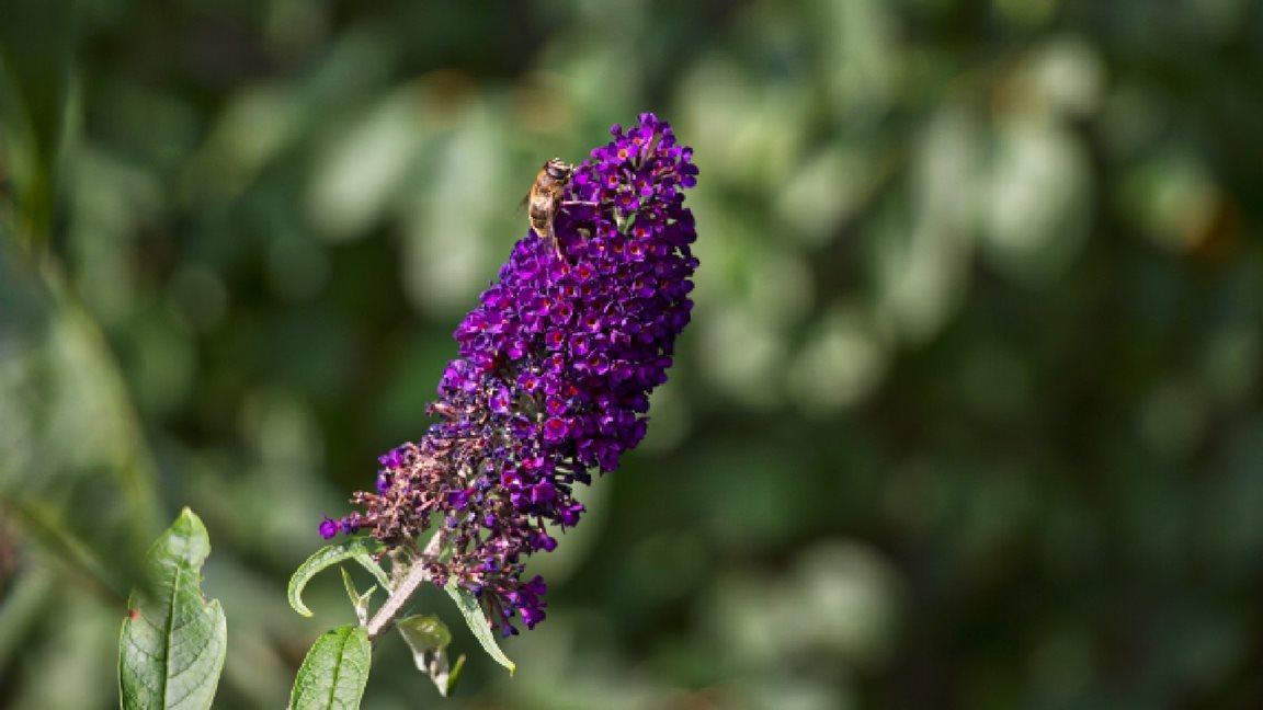 Zeist vlinderstruik