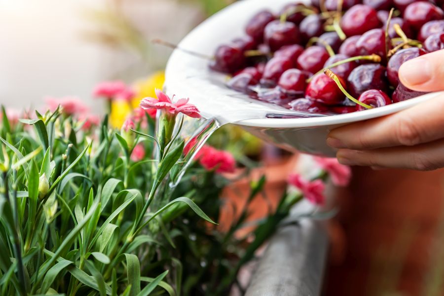 Water van gewassen kersen bij de planten gieten
