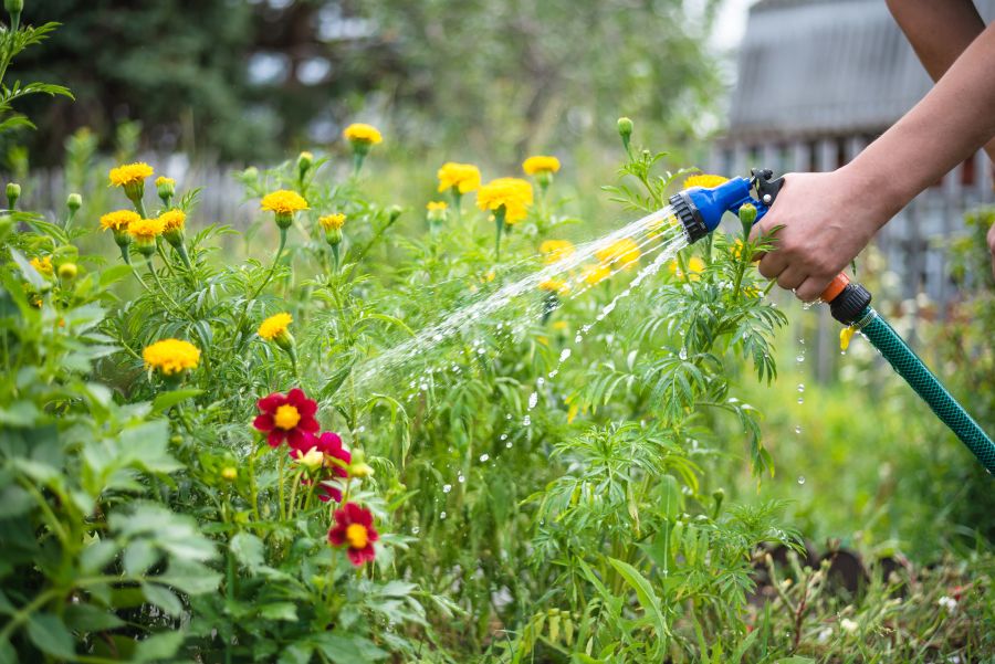 Planten water geven